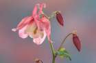 Washington State-Seabeck Columbine blossom close-up Art Print